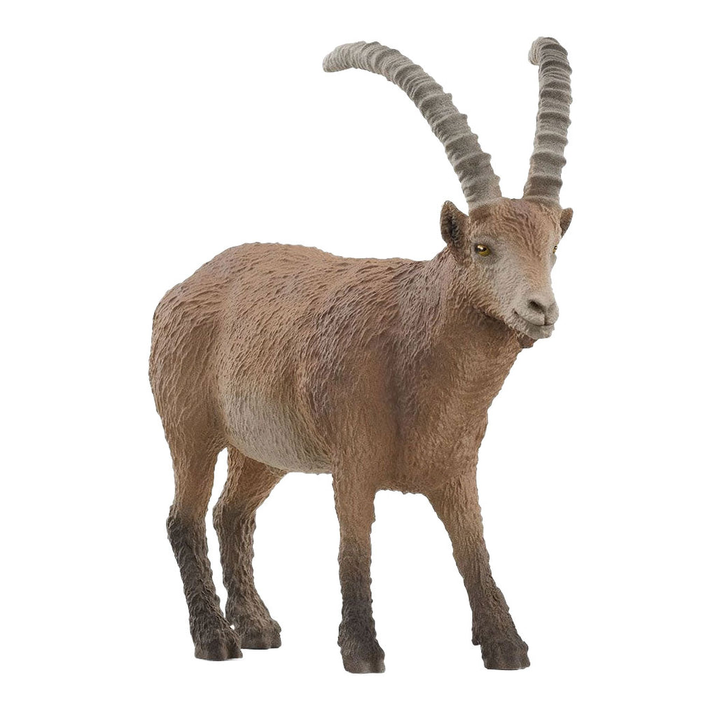 SC14873 IBEX