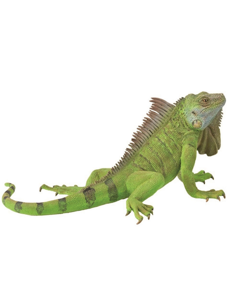 COLLECTA IGUANA