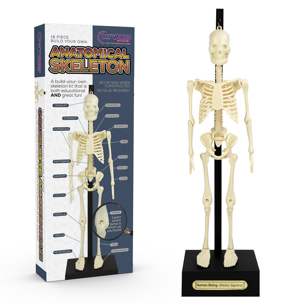 FUNTIME ANATOMICAL SKELETON