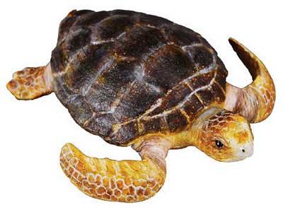 COLLECTA LOGGERHEAD TURTLE