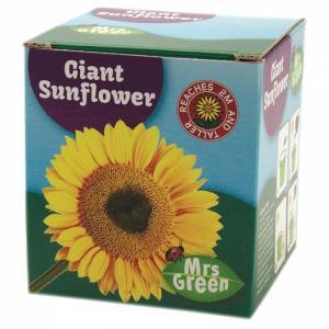 MRS GREEN GIANT SUNFLOWER